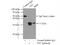 Thiosulfate Sulfurtransferase antibody, 16311-1-AP, Proteintech Group, Immunoprecipitation image 