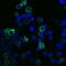 CD45R antibody, FAB1217G, R&D Systems, Immunofluorescence image 