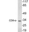 CD8 antibody, LS-C199805, Lifespan Biosciences, Western Blot image 