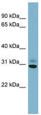 Platelet Activating Factor Acetylhydrolase 1b Catalytic Subunit 3 antibody, TA337674, Origene, Western Blot image 