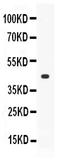 Thrombopoietin antibody, PB10102, Boster Biological Technology, Western Blot image 