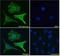 Sprouty RTK Signaling Antagonist 1 antibody, GTX41020, GeneTex, Immunocytochemistry image 