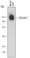 Carcinoembryonic Antigen Related Cell Adhesion Molecule 1 antibody, MA5-24338, Invitrogen Antibodies, Western Blot image 