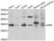 Peptidylprolyl Isomerase E antibody, LS-C349020, Lifespan Biosciences, Western Blot image 