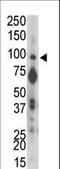 Protein Tyrosine Phosphatase Receptor Type A antibody, LS-C100987, Lifespan Biosciences, Western Blot image 