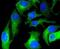 CRTL1 antibody, NBP2-67447, Novus Biologicals, Immunofluorescence image 