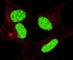 Lin-28 Homolog A antibody, F48636-0.4ML, NSJ Bioreagents, Immunofluorescence image 