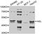 Argininosuccinate Lyase antibody, MBS129790, MyBioSource, Western Blot image 