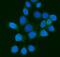Peptidase, Mitochondrial Processing Beta Subunit antibody, M11793, Boster Biological Technology, Immunofluorescence image 