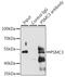 26S protease regulatory subunit 6A antibody, 14-934, ProSci, Immunoprecipitation image 