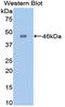 Galactosidase Alpha antibody, LS-C299200, Lifespan Biosciences, Western Blot image 