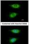 Cysteine Rich Protein 2 antibody, PA5-29997, Invitrogen Antibodies, Immunofluorescence image 