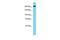 ATPase Family AAA Domain Containing 2B antibody, PA5-46087, Invitrogen Antibodies, Western Blot image 