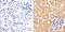 Interleukin 1 Receptor Associated Kinase 4 antibody, 36-5500, Invitrogen Antibodies, Immunohistochemistry paraffin image 