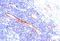 CD31 antibody, AM32852PU-S, Origene, Immunohistochemistry paraffin image 