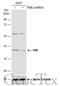 PDZ Binding Kinase antibody, GTX113982, GeneTex, Western Blot image 