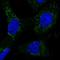 NADH:Ubiquinone Oxidoreductase Subunit A13 antibody, HPA041213, Atlas Antibodies, Immunocytochemistry image 