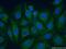 Parkin RBR E3 Ubiquitin Protein Ligase antibody, 14060-1-AP, Proteintech Group, Immunofluorescence image 