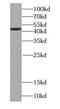 Septin 2 antibody, FNab07722, FineTest, Western Blot image 