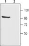 Kv3.1b Potassium Channel antibody, PA5-77581, Invitrogen Antibodies, Western Blot image 