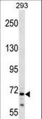 Centrosomal Protein 72 antibody, LS-C168682, Lifespan Biosciences, Western Blot image 