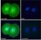 ETS Transcription Factor ERG antibody, NB100-2472, Novus Biologicals, Immunofluorescence image 