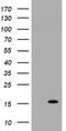 TSC22 Domain Family Member 3 antibody, TA505378S, Origene, Western Blot image 