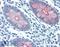 Mucin-4 antibody, LS-B2449, Lifespan Biosciences, Immunohistochemistry paraffin image 