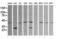 Parvin Alpha antibody, LS-C174628, Lifespan Biosciences, Western Blot image 