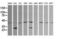 Matrix-remodeling-associated protein 2 antibody, LS-C174628, Lifespan Biosciences, Western Blot image 