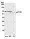 FUS RNA Binding Protein antibody, NB100-560, Novus Biologicals, Western Blot image 