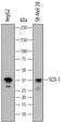 Scd1 antibody, AF7550, R&D Systems, Western Blot image 