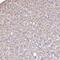 Catalase antibody, NBP2-38646, Novus Biologicals, Immunohistochemistry frozen image 