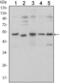 SMAD Family Member 5 antibody, GTX60384, GeneTex, Western Blot image 