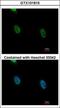 Heterogeneous Nuclear Ribonucleoprotein K antibody, GTX101815, GeneTex, Immunocytochemistry image 
