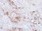 CD36 Molecule antibody, PA5-27236, Invitrogen Antibodies, Immunohistochemistry paraffin image 