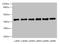 Transmembrane Protein 68 antibody, orb26121, Biorbyt, Western Blot image 