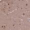 SPRY Domain Containing 3 antibody, NBP2-38451, Novus Biologicals, Immunohistochemistry frozen image 