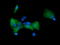 Mitogen-Activated Protein Kinase Kinase 1 antibody, LS-C174645, Lifespan Biosciences, Immunofluorescence image 
