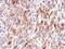 Frizzled Class Receptor 9 antibody, LS-C155173, Lifespan Biosciences, Immunohistochemistry paraffin image 