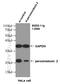 Peroxiredoxin-2 antibody, 60202-1-Ig, Proteintech Group, Western Blot image 