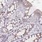 Serine/Threonine/Tyrosine Kinase 1 antibody, HPA048569, Atlas Antibodies, Immunohistochemistry frozen image 