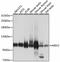 DNA mismatch repair protein Msh2 antibody, A1121, ABclonal Technology, Western Blot image 