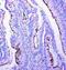 Profilin 2 antibody, LS-C313269, Lifespan Biosciences, Immunohistochemistry frozen image 