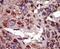 Diacylglycerol Kinase Alpha antibody, PA5-15418, Invitrogen Antibodies, Immunohistochemistry frozen image 