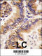 Trafficking Protein Particle Complex 4 antibody, 57-831, ProSci, Immunohistochemistry paraffin image 