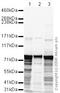 Lysine Demethylase 6A antibody, ab36938, Abcam, Western Blot image 
