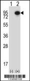 Cortactin antibody, 57-227, ProSci, Western Blot image 