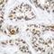RELB Proto-Oncogene, NF-KB Subunit antibody, 79-220, ProSci, Immunohistochemistry frozen image 