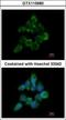 Fas Associated Factor Family Member 2 antibody, GTX115680, GeneTex, Immunocytochemistry image 